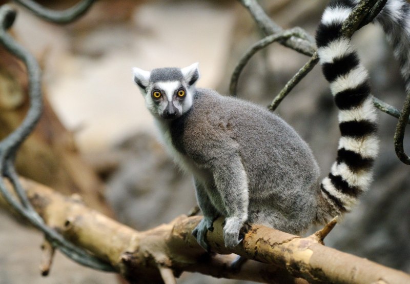 Ring-tailed Lemur