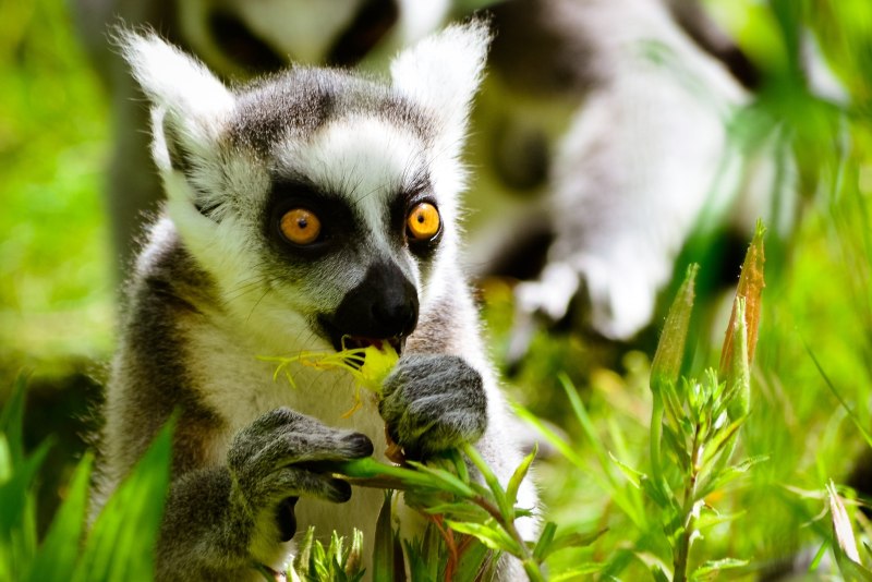 Кошачий лемур (Lemur catta)