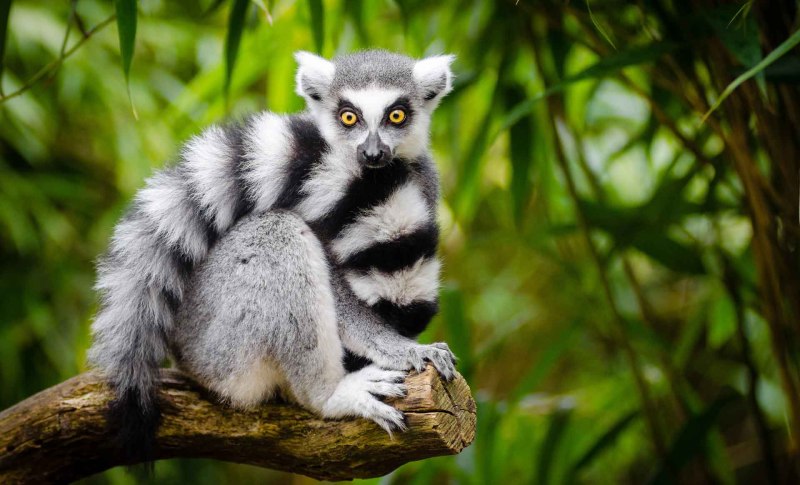 Кошачий лемур (Lemur catta)