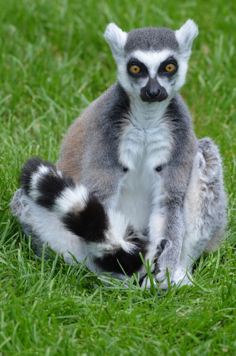 Кошачий лемур лемурообразные