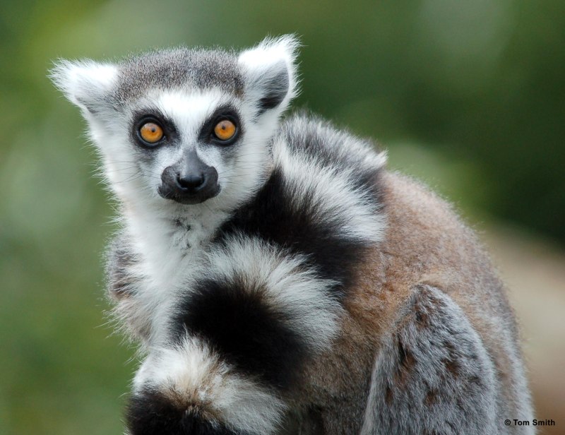 Кошачий лемур самец