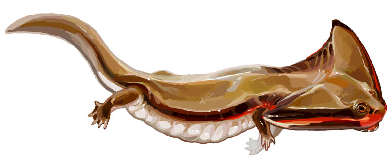 Diplocaulus salamandroides