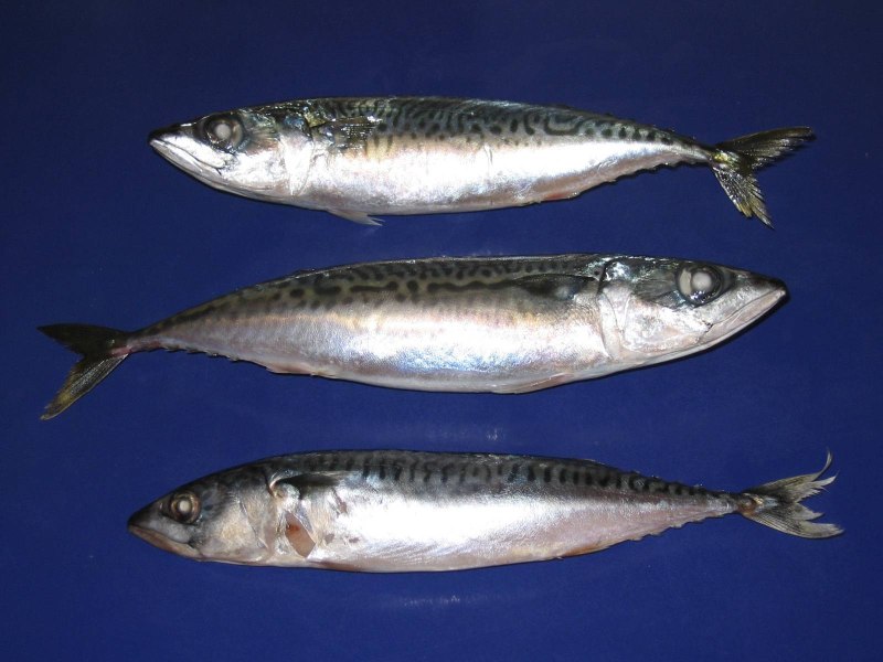 Японская скумбрия Scomber japonicus