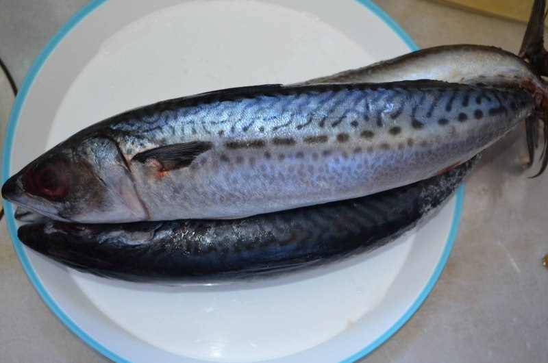 Макрель и скумбрия