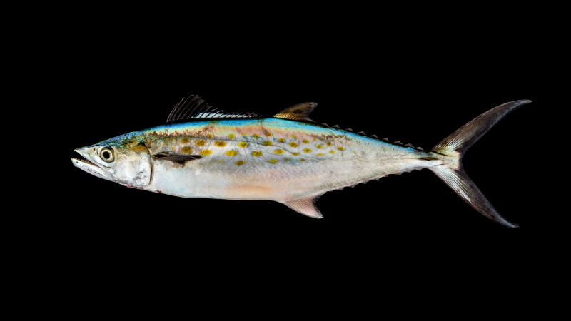 Scomberomorus maculatus