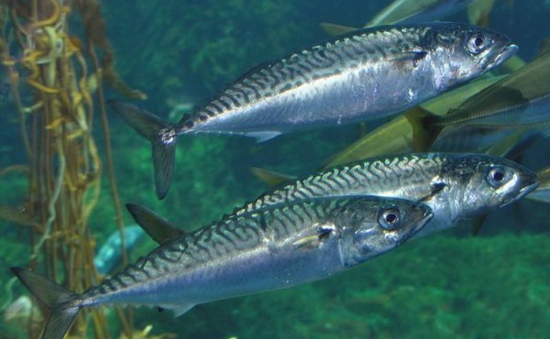 Японская скумбрия Scomber japonicus