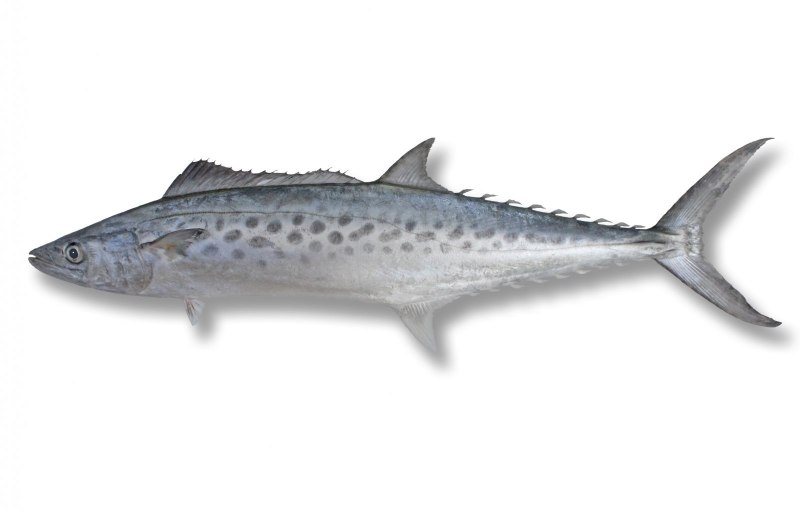 Scomberomorus niphonius