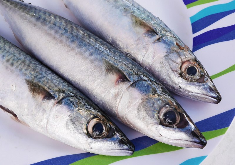 Атлантическая скумбрия (Scomber scombrus)