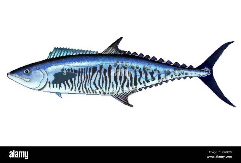 Scomberomorus Commerson