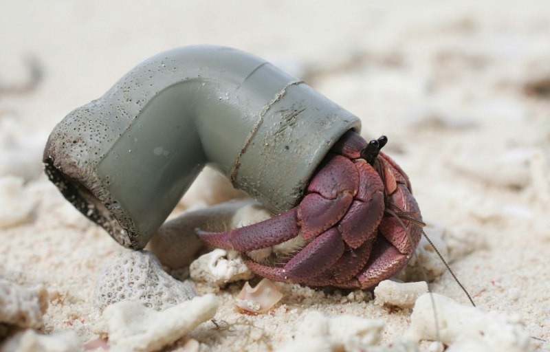 Garbage Crab