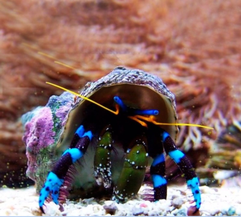 Calcinus elegans