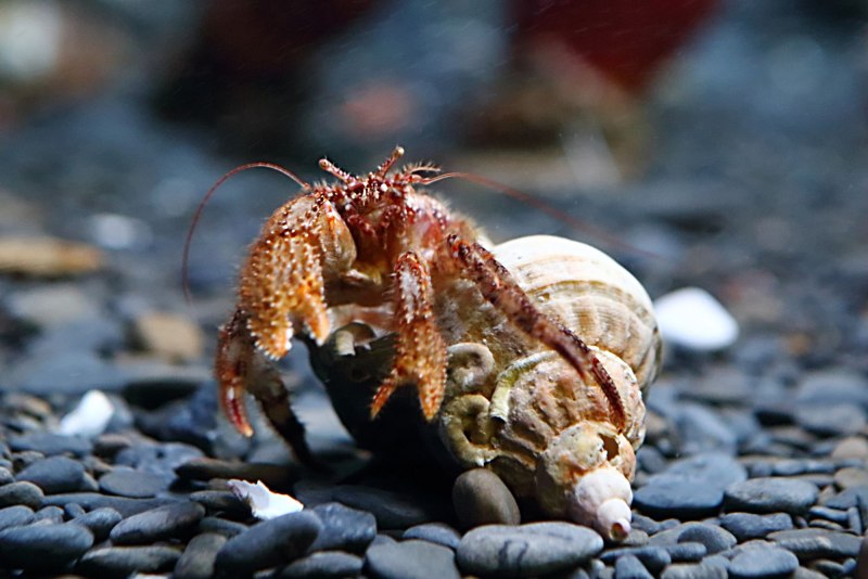 Краб отшельник черное море