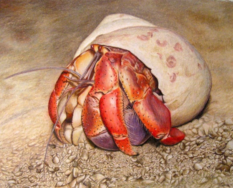 Краб отшельник арт