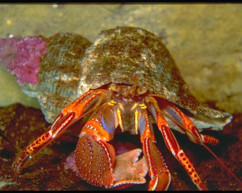 Морские Крабы отшельники