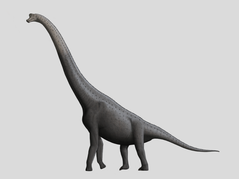 Brachiosaurus brancai