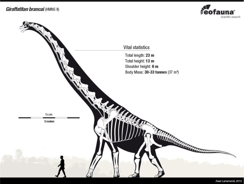 Giraffatitan brancai
