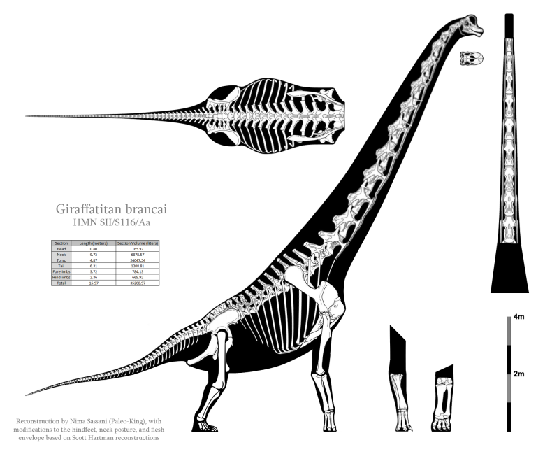 Giraffatitan brancai рост