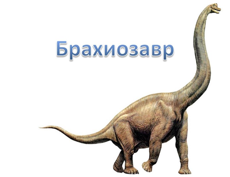 Брахиозавр и Диплодок