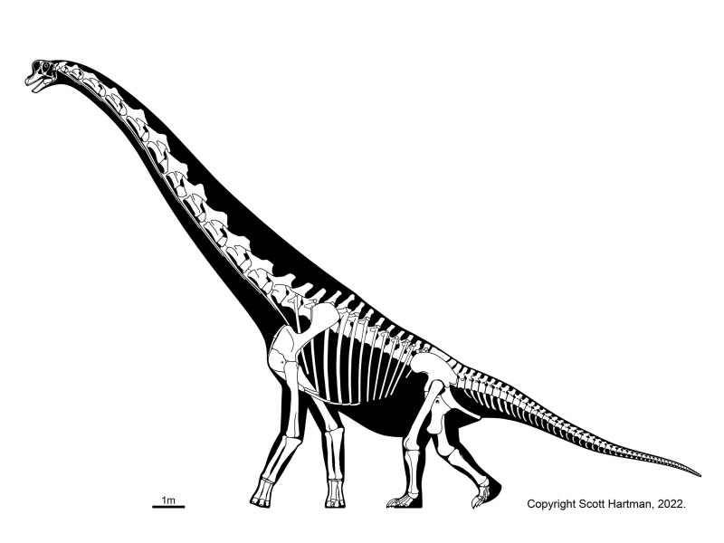 Giraffatitan brancai