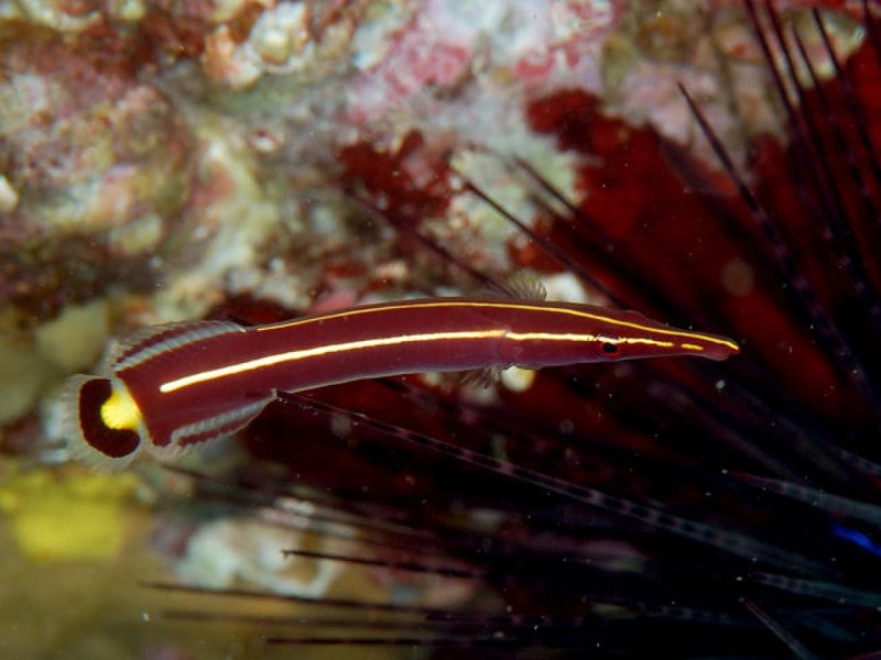 Ежовая уточка (diademichthys lineatus)