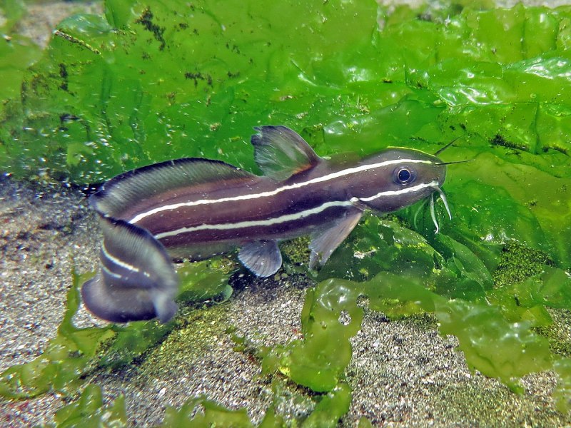 Полосатый сом Plotosus lineatus