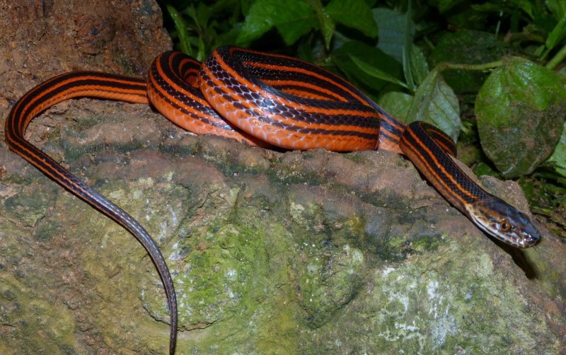 Bothrophthalmus lineatus