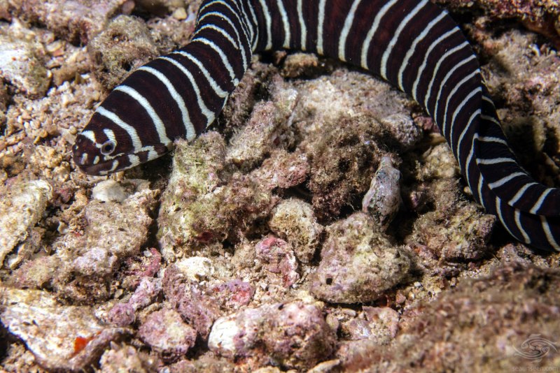 Gymnomuraena Zebra / мурена-Зебра