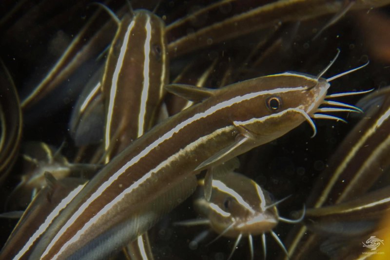 Striped eel Catfish