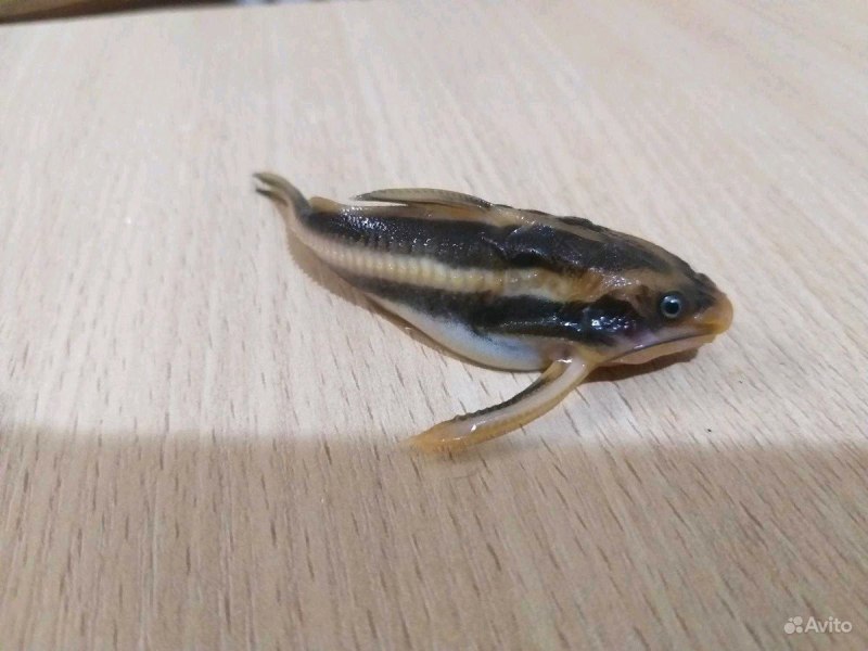 Сом платидорас мальки