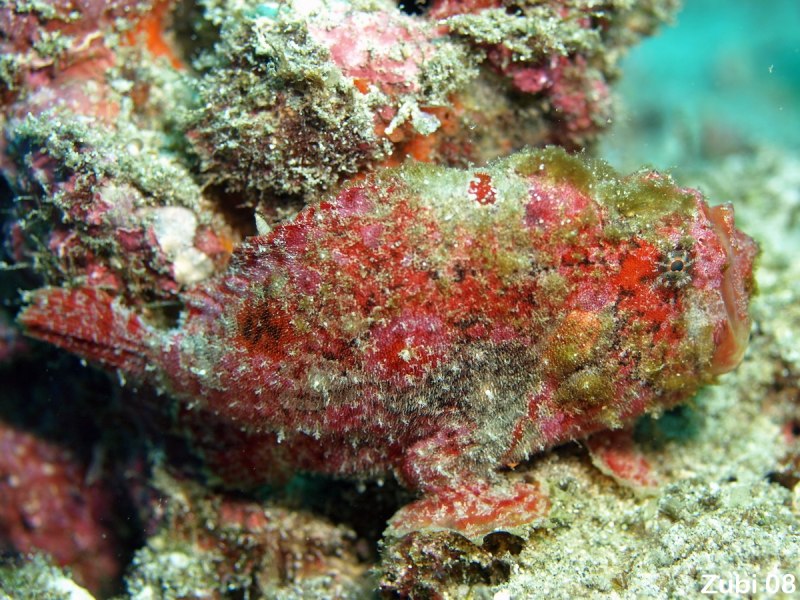 Antennarius hispidus