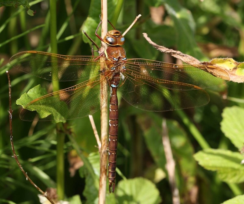 Aeshna Grandis