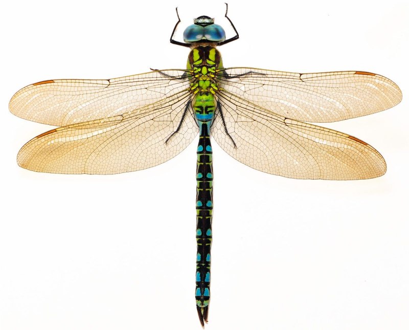 Aeshna viridis