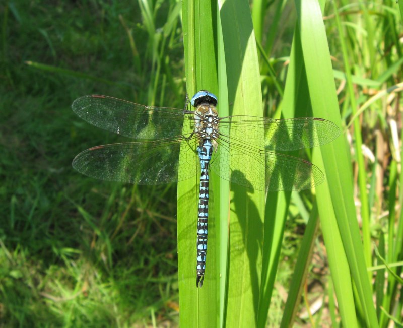 Aeshna affinis