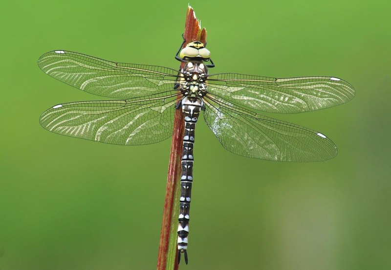 Aeshna caerulea