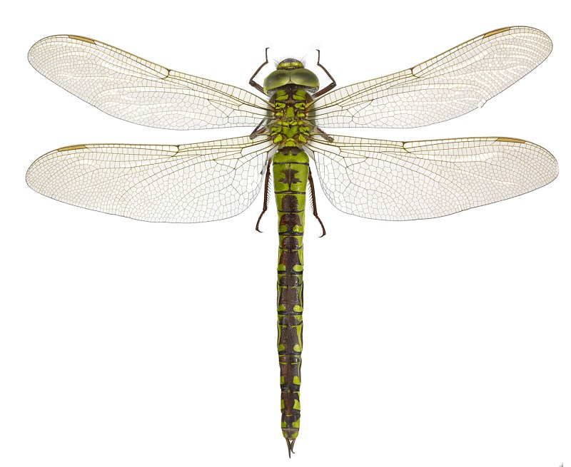Коромысло зеленое (Aeshna viridis)