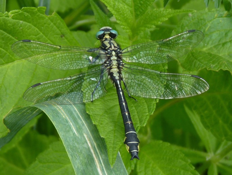 Gomphus vulgatissimus