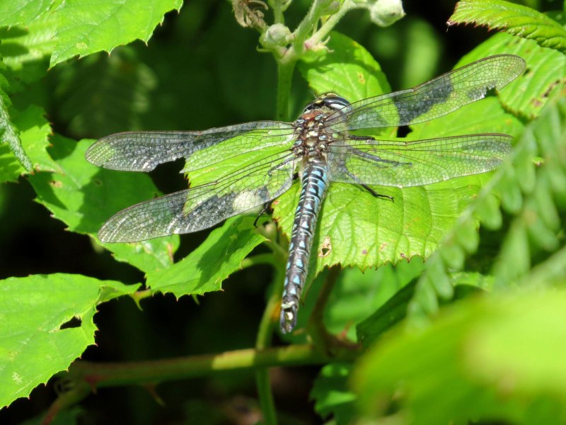 Беловолосое коромысло (Brachytron pratense