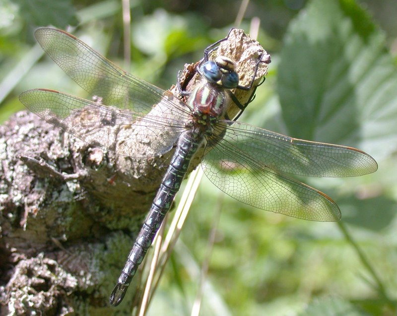Brachytron pratense