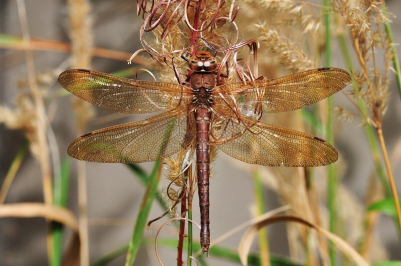 Aeshna Grandis