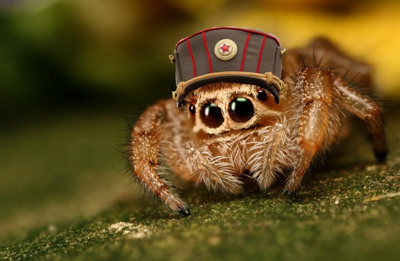 Королевский паук скакунчик