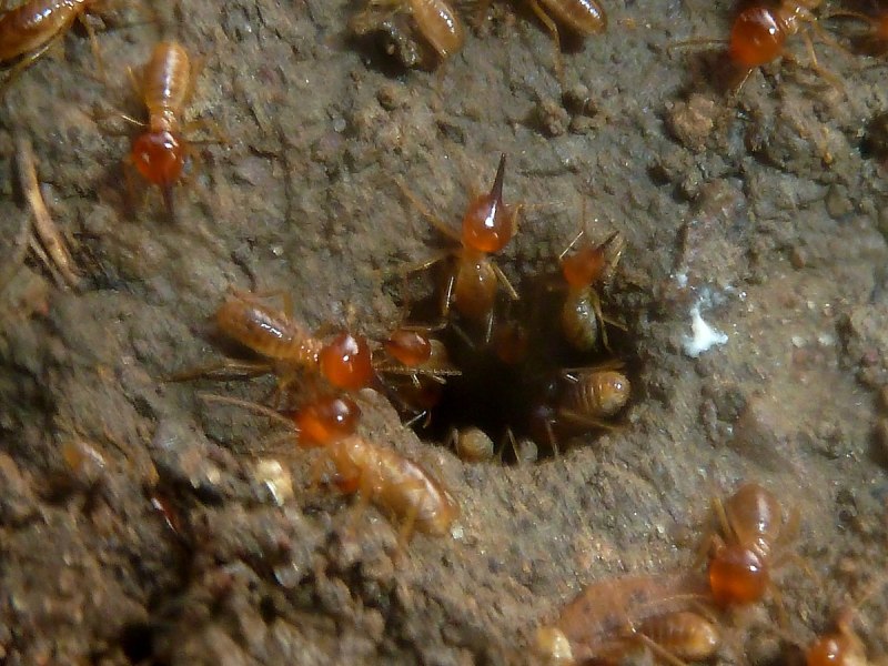 Термиты семейства Termitidae