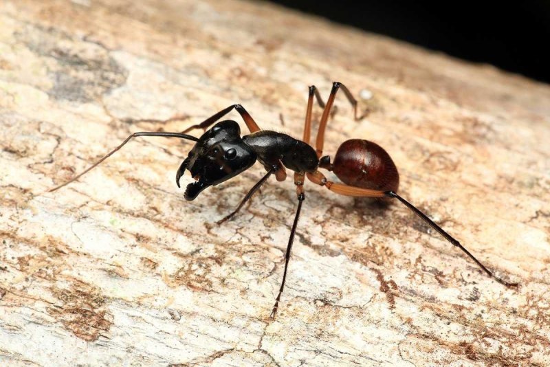 Муравей Camponotus Gigas
