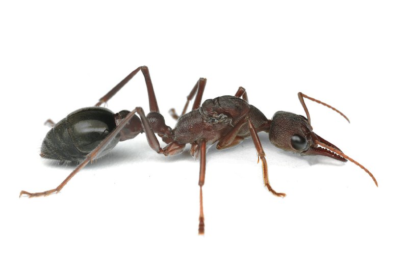Муравьи Myrmecia pyriformis