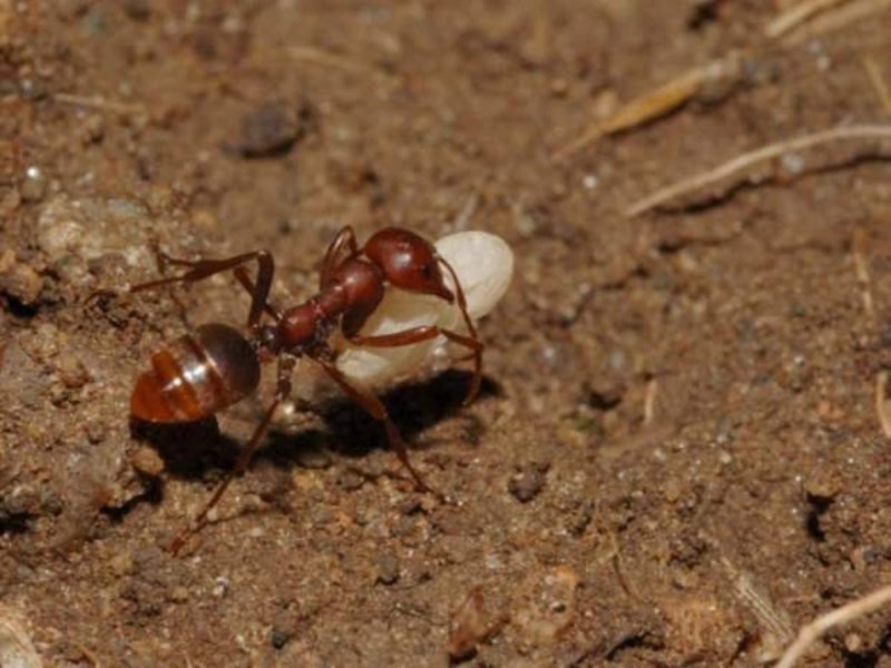 Polyergus rufescens