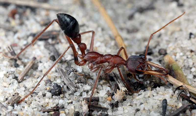 Camponotus Gigas матка
