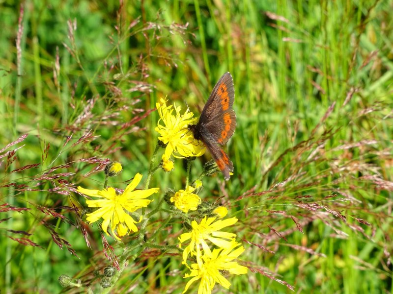 Erebia Euryale - Чернушка Эвриала