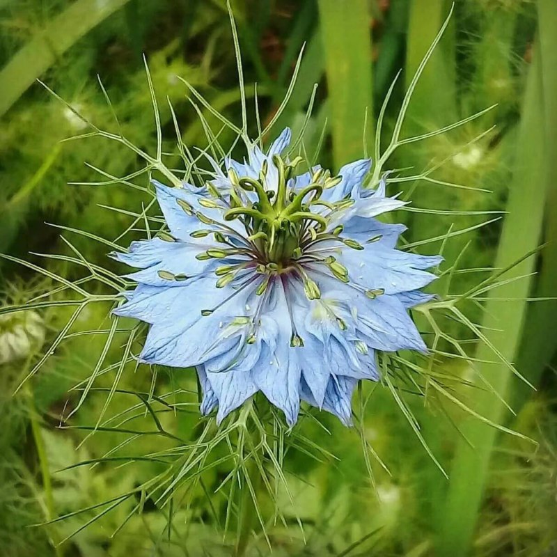 Нигелла, Чернушка (Nigella)