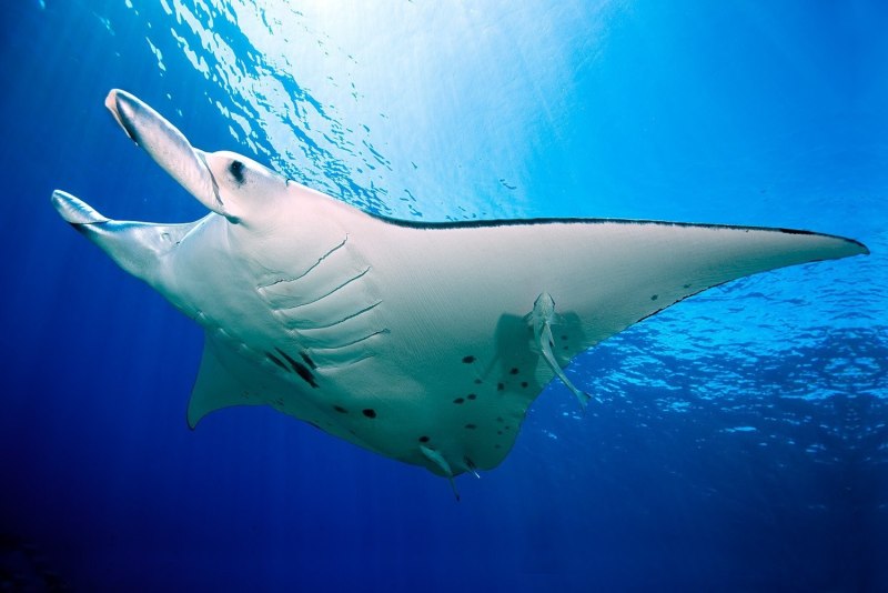 Гигантский морской дьявол Manta birostris