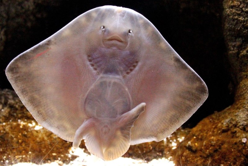 Raja clavata морская лисица