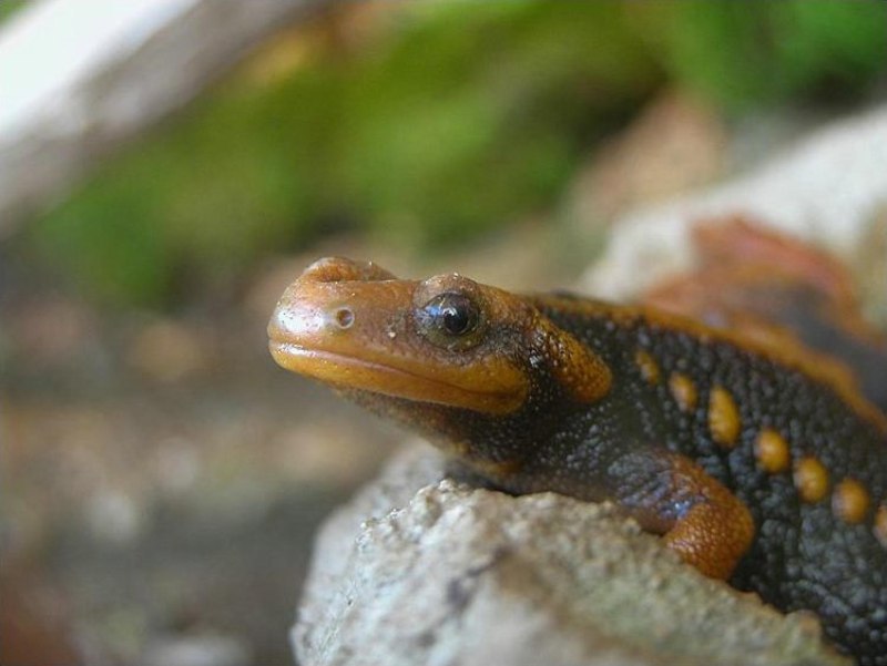 Tylototriton SHANJING